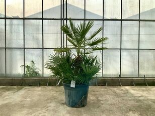 palmboom meerstammig (Chamaerops Humilis) mladica ukrasnog grmlja