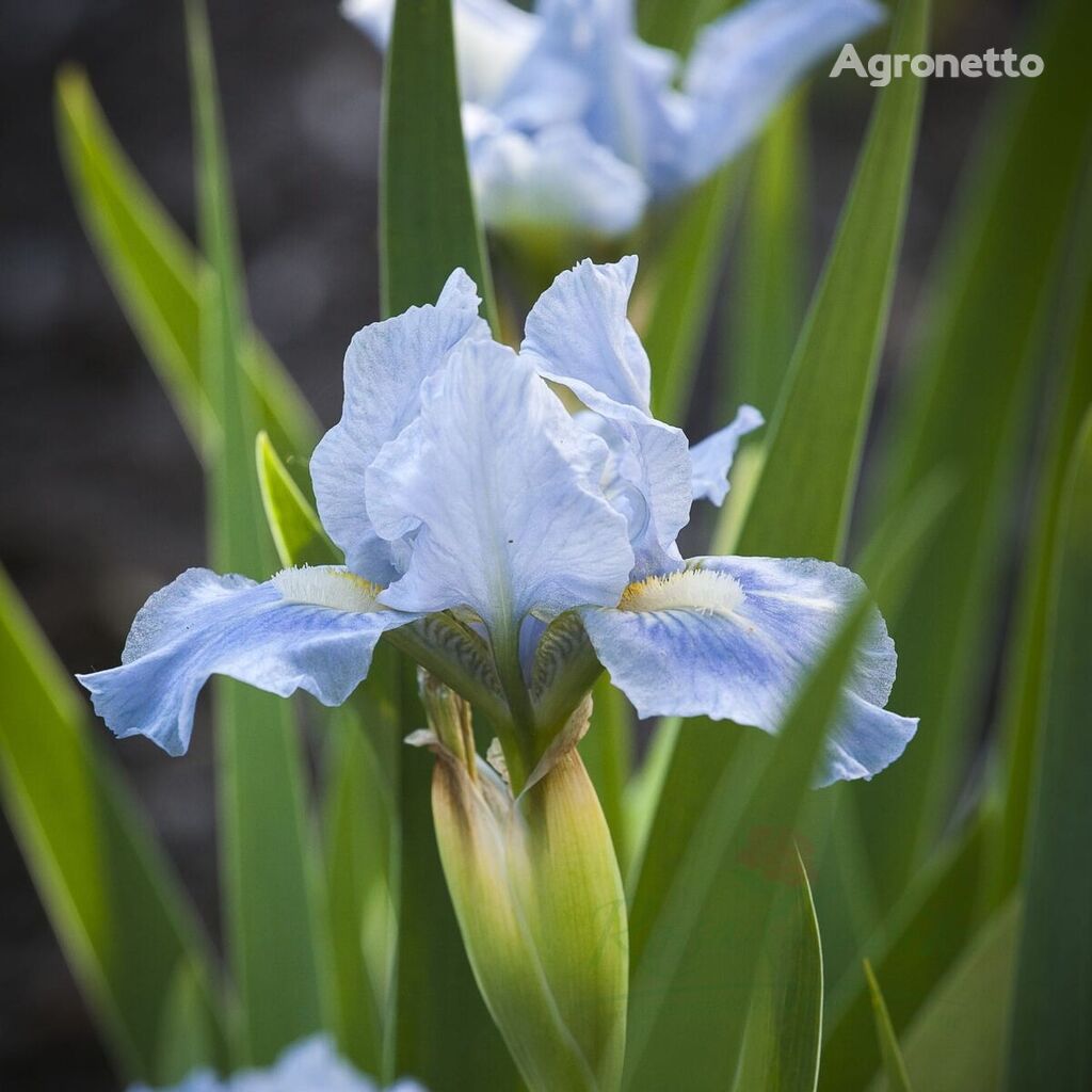 Kosatsiets Lov Blue Denim Iris Pumila