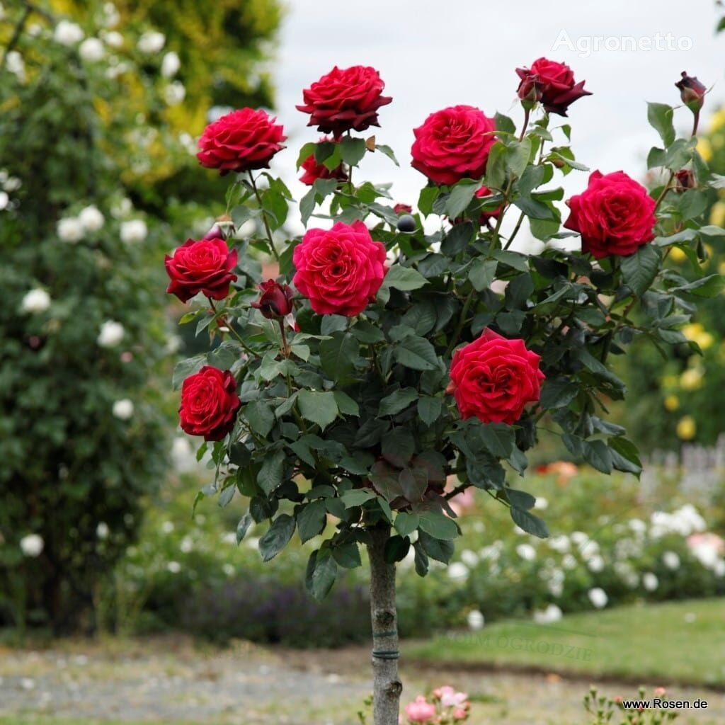 Róża Gräfin Diana® na pniu sadnica cveća