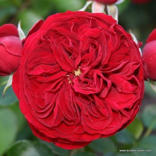 Róża Rotkäppchen® (Czerwony Kapturek) sadnica cveća
